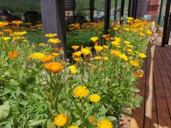 -玫瑰西餐厅.意面披萨.牛排咖啡