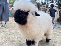 -HERRE·FARM 赫尔露营农场·团建聚会包场