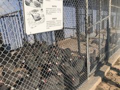 -哈尔滨北方森林动物园