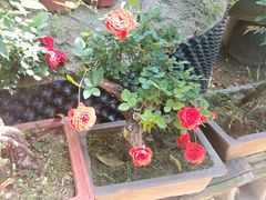 -龙大花卉苗木市场