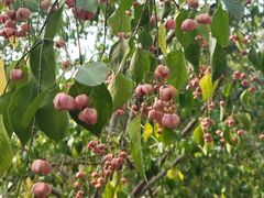 -永定河休闲森林公园