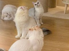 -猫和宫(六道口店)