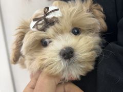 -翊宠yipet猫狗购宠庄园犬舍•猫舍