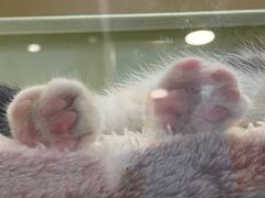 -屋虎猫馆(宝安大仟里店)