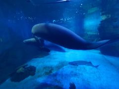 -烟台海昌鲸鲨海洋公园