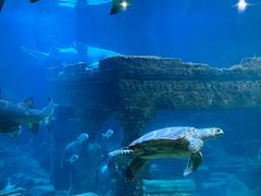 -海合安青岛极地海洋公园