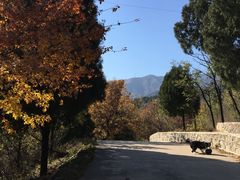 -北京鹫峰国家森林公园