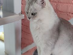 -喵屿·大理花园猫咖