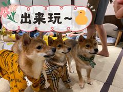 -逗柴咖啡屋·狗咖猫咖宠物桌游
