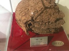 -上海昆虫博物馆