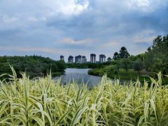 -眉山湿地公园(东坡区)