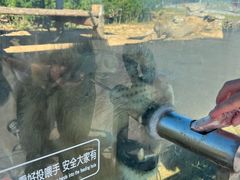 -西霞口神雕山野生动物世界