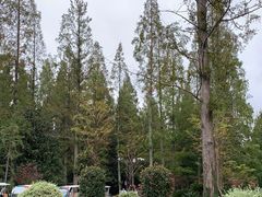 -东平国家森林公园