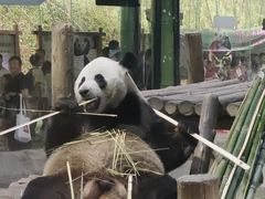 -栾川竹海野生动物园
