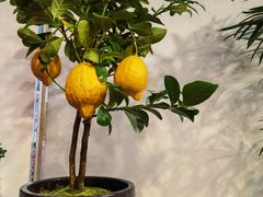 -双季花艺园艺市场(浦东店)