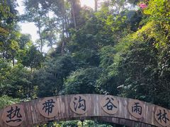 -西双版纳原始森林公园