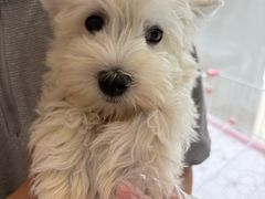 -翊宠yipet猫狗购宠庄园犬舍•猫舍