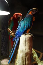 -Zoolung Zoolung动物主题公园(海信广场店)