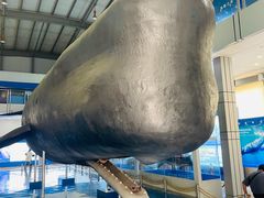 -上海海洋大学鱼文化博物馆(军工路校区)