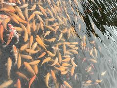 -长春市南湖公园