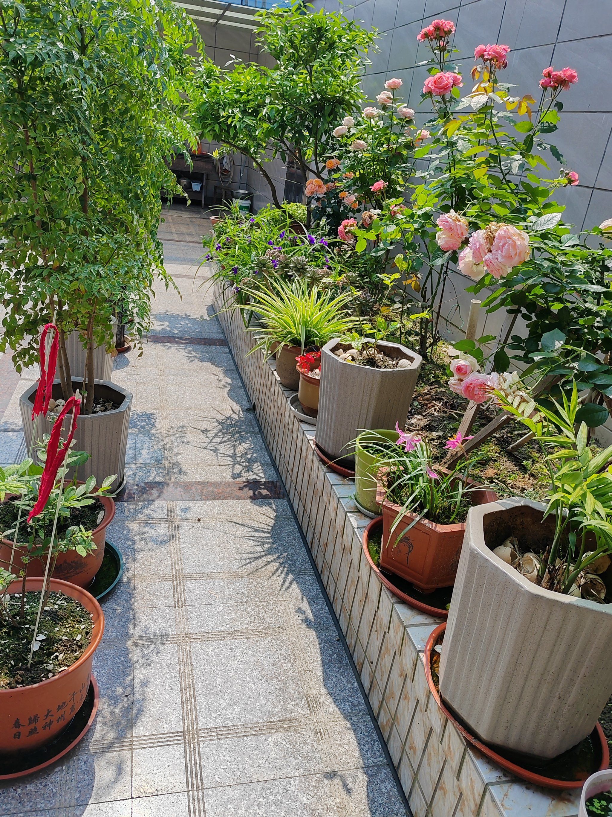 家里的小花园