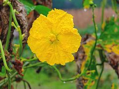 -都江堰玫瑰花溪谷