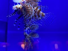 -上海海洋水族馆