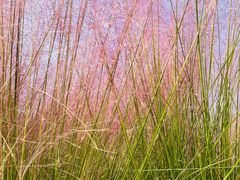 -西京湾花海
