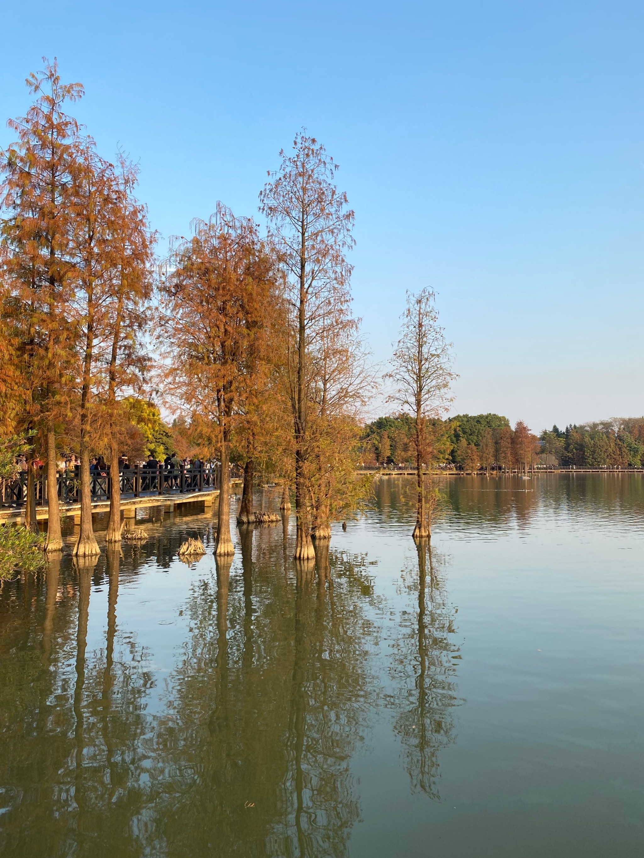 广州海珠湖风景图片