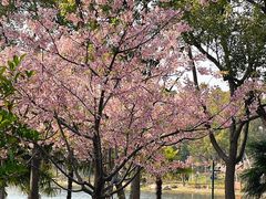 -新江湾城公园