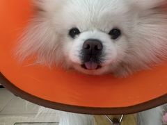 -西安京西宠物医院·瘫痪·疑难杂症