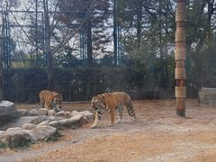 -上海野生动物园老虎餐厅