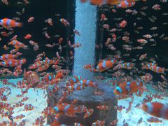-海合安成都极地海洋公园