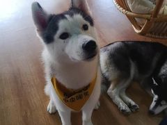 -Husky Go! 哈士奇体验馆·宠物咖啡厅狗咖