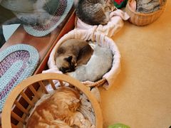 -猫友咖啡店(玉林西路店)
