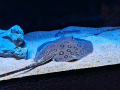 -上海海洋水族馆