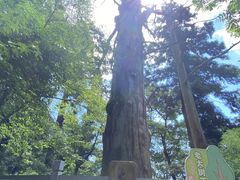 -天目山大树王景区
