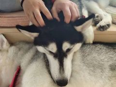 -Husky Go! 哈士奇体验馆·宠物咖啡厅狗咖