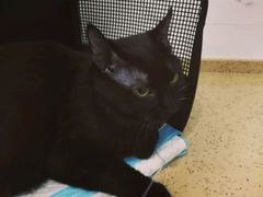 -伟伟宠物医院·CT影像中心·瑞派犬猫综合性门诊(汉口总院)