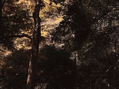 -杭州植物园