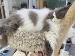 -爱洗澡的猫(天河路店)