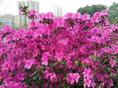 -晓港公园