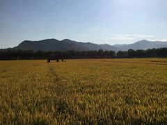 -长兴太湖图影湿地文化园