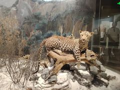 -陕西自然博物馆