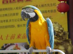 -大小河街