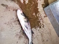 -姥家大锅台水库渔家