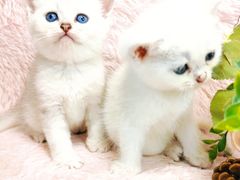 -十年猫舍·猫咪专门店(普陀店)