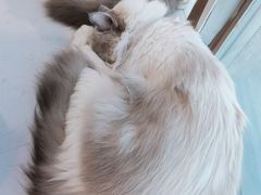 -共舞时光猫咖·狗咖(新街口店)