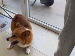 -宠福鑫康馨动物医院·骨科·眼科