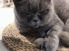 -猫房·猫吧·猫咖(龙湖时代汇店)